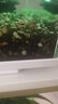 大匠神彩（MAGIC WORLD）鱼缸装饰水草泥免水洗鱼缸草缸土草缸造景底砂套餐基肥陶粒不浑 水草泥3斤装 实拍图