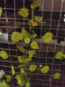 盛世泰堡仿真花绿萝花藤吊顶绿植藤蔓房间装饰空调管道餐厅布置81叶12条装 实拍图