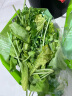 京觅优选 芝麻菜 沙拉 轻食 健身 生食 250g 京东植物工厂水培蔬菜 晒单实拍图