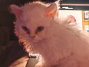COCS猫包外出便携包手提式宠物包加大猫笼透气可折叠斜挎猫箱车载狗包 加大号深灰手提包（20斤内宠物） 猫狗通用 实拍图