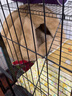 MinkSheen猫窝狗窝冬季凉爽鲨鱼房子猫屋网红封闭式猫咪用品夏季猫床可拆洗 灰色猫头窝特大号【25斤内猫咪】 实拍图