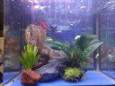 异景园鱼缸水族箱造景水榕沉木活体水草淡水无土植物后景真水草净水增氧 趴地珍珠陀草【自带水草泥】 实拍图