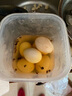 滇味十足 鸡蛋 新鲜农家林间散养土鸡蛋 月子蛋满月礼喜蛋农村笨鸡蛋 10枚装 实拍图
