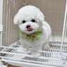 宁宠 比熊犬比熊幼犬白色宠物狗狗活体小狗崽活物茶杯犬狗小型犬 混血级 公 实拍图