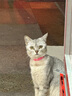 DO DO PET猫包宠物外出便携包夏天透气包猫咪手提包泰迪博美小狗太空舱拎包 灰色透气款（带肩带） L码-建议12斤内猫咪，10斤内狗狗 实拍图