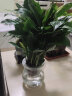 叹为观止室内水培土培懒人盆景植物清新空气办公室盆栽桌面 白掌 玻璃盆 带盆栽好 实拍图
