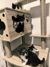 珑小宠猫爬架猫窝加粗大型猫树一体太空舱猫架子小户型不占地麻绳猫玩具 175cm 6层 【豪华太空舱款】 实拍图