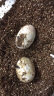 宠尚天 可孵化乌龟蛋小乌龟活体宠物龟受精蛋活物 可孵化草龟蛋2个 实拍图
