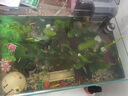 森渊（SENYUAN） 鱼缸前景草水草活体趴地爬地矮珍珠挖耳牛毛毡迷你矮天湖葵 爬地矮珍珠5cm网片 实拍图
