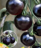 花沃里黑珍珠约100粒 西红柿种子黑钻石蔬菜种子红珍珠阳台庭院田间种植 实拍图