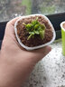 捕蝇草超大苗食人花盆栽苗食虫植物防蚊草多肉植物多肉绿植花卉 花市 捕蝇草 中苗4-6厘米 带盆栽好 实拍图