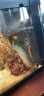 银龙鱼活体大中型热带观赏鱼鱼缸宠物淡水风水鱼发财鱼金龙鱼 16-18cm银龙1条 实拍图