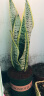 盆栽花卉绿植办公室红掌室内盆栽盆景大型绿植 虎皮兰 含盆栽好发货整体高度都在40厘米以上 实拍图