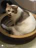 咪贝萌猫抓盆碗型猫窝猫抓板一体磨爪器瓦楞纸宠物猫磨抓用品挠抓板耐磨 椭圆猫窝（外径50CM适合12斤内） 均码 实拍图