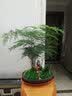 瀚林怡景（HANLINYIJING）文竹盆栽山水盆景植物室内客厅桌面办公室绿植花卉云竹四季常青 文竹-紫砂盆-老翁 实拍图