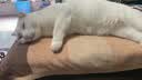 天净植物猫砂 豆腐绿茶猫砂结团除臭可冲厕所 混合猫砂2.7kg*4包 实拍图