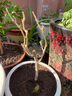 重瓣三角梅苗盆栽重瓣三角梅树苗三叶梅盆景爬藤植物四季开花卉绿植  1号紫星4年苗 不含盆 实拍图
