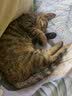 宠华仕 猫玩具逗猫棒猫咪玩具套装自动旋转蝴蝶 鱼竿逗猫杆 实拍图