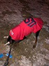 楚克奇（CHUKCHI）大狗衣服边牧金毛中大型犬冬装狗棉衣马犬马甲背心连帽两腿喜庆 红色 36号颈围68CM*胸围96CM*背长75CM 实拍图