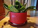 雅亭 鑫腾花卉 圆形塑料托盘 花盆托盘 托盘 圆形波浪边 塑料花盆盆栽 400型内口径30厘米 砖红色 实拍图