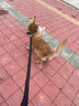 dogstory狗绳中型犬大型犬狗狗牵引绳金毛遛狗绳狗链子大狗项圈 黑色 超大号（66-100斤） 实拍图