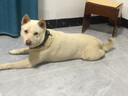 AYOUA赛级316L不锈钢P链钛钢大型犬狗项圈P绳训犬边牧德牧马犬六面抛光 线径3MM*55CM长 实拍图