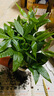 花友发财树盆栽办公室盆栽室内客厅桌面绿植小盆景发财树植物花卉 发财树三杆颗+繁星盆 实拍图
