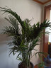 看匠 散尾葵盆栽 凤尾竹室内客厅大型绿植袖珍椰子夏威夷盆景富贵叶子 高度1.7-1.9米一盆 不含盆 实拍图