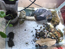 佳璐（jialu）超白水草鱼缸免换水族箱懒人生态鱼缸小型水族箱 38cm长 水草超白缸（含底沙） 实拍图