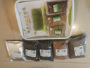种菜记 芽苗菜种子纸上种菜无土栽培萝卜空心菜豌豆松柳盆栽蔬菜籽四季 芽苗菜种植盘套装 实拍图