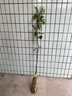 芥圃荔枝苗嫁接苗 官方旗舰 广西荔枝树苗南方种植可长10年大树果树苗 桂味荔枝【带土带叶发货】 3年苗 高度：70-100cm 实拍图