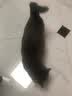 福派斯猫粮幼猫成猫全价猫粮英短蓝猫布偶小猫老年加菲奶猫流浪猫干粮 10kg 实拍图