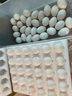 均鲜大个种鸽蛋礼盒装新鲜鸽子蛋杂粮喂养养殖信鸽蛋白鸽蛋孕妇宝宝 30枚 750g 大个种鸽蛋水墨绿礼盒装 实拍图