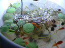 易萌 冷水鱼淡水观赏鱼草小金鱼活体鱼好养锦鲤鱼兰寿锦鲫活鱼小红鱼 小金鱼6-7cm 10条【好养活】 实拍图