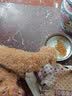 金盾药业皮特芬喷剂宠物狗狗皮肤病猫癣真菌感染猫咪犬用皮特分喷雾100ml 100ml*1盒 实拍图