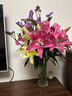 悦多彩AB级优质香水百合 家庭办公室各色生活鲜花 昆明基地 现采直发 百合组合40朵（黄色/粉色各20朵） 实拍图