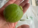 无籽青柠檬【现摘现发】泰国品种新鲜现摘 皮薄多汁饮品用 当季现摘 无籽一级果奶茶店专用 5斤 实拍图