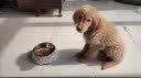 柒哦狗碗狗盆防打翻不锈钢猫碗食盆喂食喝水宠物狗粮猫粮猫咪饭盆 双层多彩骨头-打翻可退 S（适合5斤内猫狗 ） 实拍图