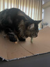 慕熙猫草磨牙棒零食冻干鸡肉宠物猫咪食物去毛球温和排毛即食不吃可退 45根（高回购囤货装） 实拍图