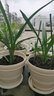 爱丽思（IRIS）花盆托加厚移动托盘花盘垫底座万向轮托盘花盆底盆托滚轮圆形底盘 外直径25cm/三个轮子/小轮 实拍图