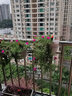 绿欧灌溉（LVOU IRRIGAITON）家用自动浇花器浇水神器滴水定时智能喷水器喷淋灌溉系统滴水神器 15米管15喷头+单出定时器 实拍图