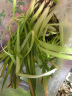 致荟树漳州水仙花种球水培花卉冬季水养福建特产年宵花 水仙球6个 营养液套餐 实拍图