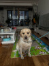 多尼斯（DOGNESS）狗狗牵引绳遛狗绳狗链子项圈大型犬阿拉斯加萨摩耶哈士奇 黑XL 实拍图