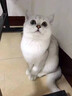 涴喵 苏氏纯种英短幼猫短毛猫大脸猫宠物猫咪活体辅助喂养 宠物级 【矮脚曼基康】 实拍图