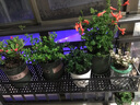 凝鹿铁艺创意阳台挂式悬挂护栏花架植物装饰室内多肉栏杆花盆架子欧式 120*30*12cm（备注栏杆直径） 实拍图