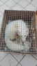 暮秋小主网红家养狐狸活体幼崽雪狐白狐白化熊猫狐冰岛狐宠物狐狸活物幼宠 蓝眼白狐 实拍图
