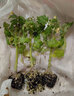 大禹菜苗秧蔬菜苗子大全活苗带土种苗秋冬季西红柿盆栽圣女果秧苗阳台 章姬草莓苗1棵 带盆带土发货 实拍图