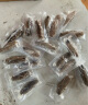 辽参 大连海参2000g固形物80%以上20-32只 海参礼盒 生鲜 非即食 实拍图