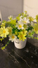 伊芙美小雏菊仿真花假花盆栽花艺摆件客厅家居餐桌办公室桌面装饰品摆设 28头白绿雏菊+陶瓷love瓶 实拍图
