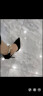 蓝晨语依 高跟鞋女细跟尖头水钻韩版绒面显瘦单鞋魔术贴社交鞋春季新品 黑色 35 实拍图